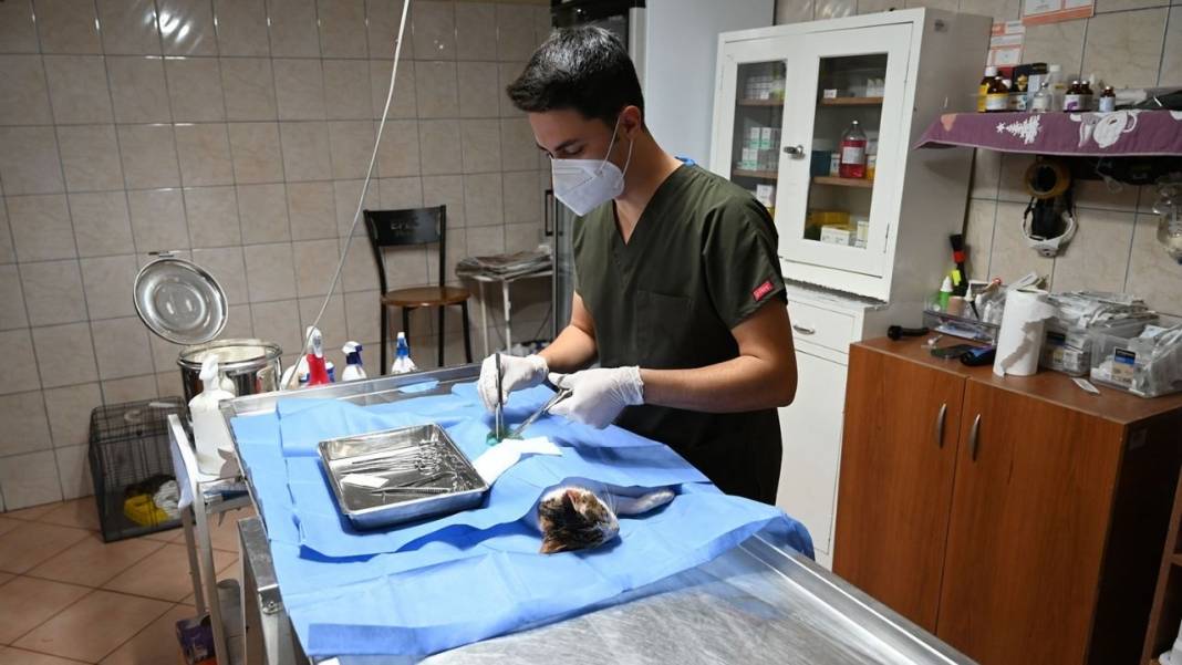Kemer’de Sokak Hayvanlarına Büyük Destek: Yüzlerce Can Dost Tedavi Edildi! 2